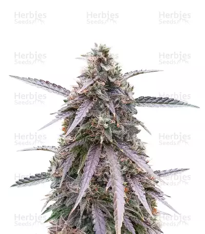 Purple Kush