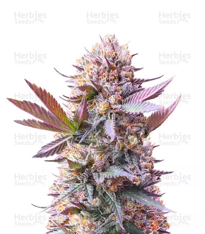 Purple Lemonade Fast Flowering Seeds(Fast Buds) — product photo