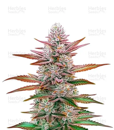 Purple Original Z Lemon Bean