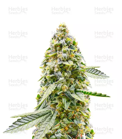 Hero Cookies Seeds (AlphaFem Seeds) — product photo
