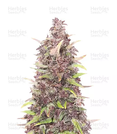 Purple Punch (Herbies Seeds) — product photo