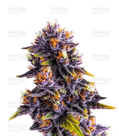 Purple Star Killer