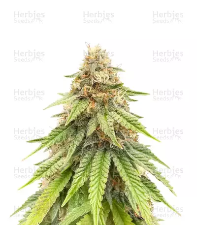 Purple Gelato Seeds (Seedkeepers) — product photo
