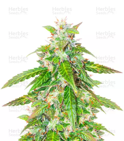 Quarter Pounder Seeds (EGS) — product photo