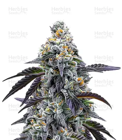 Rainbow Sherbet Seeds — product photo