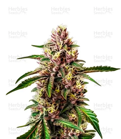 Red Dragon, product photo