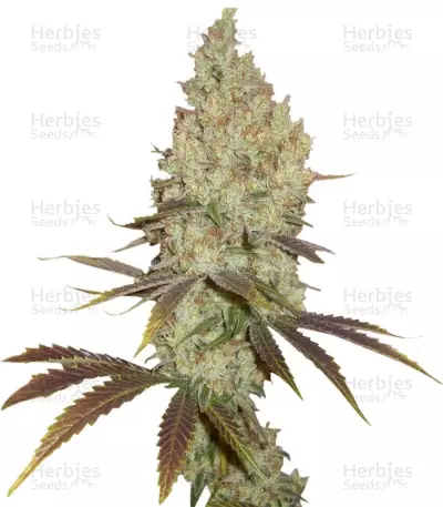 Red Dragon Seeds — product photo