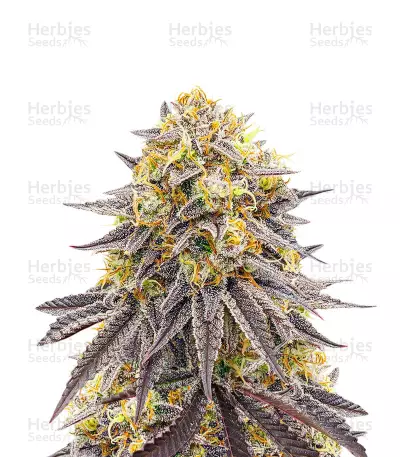 Punch Cookies Seeds (AlphaFem Seeds) — product photo