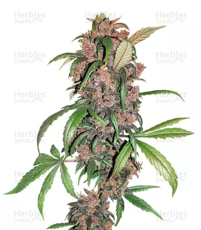 Red Mandarine F1 Fast Version Seeds — product photo