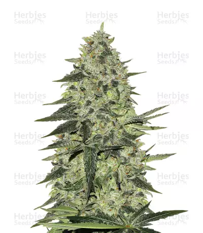 Rhino Ryder Auto Seeds — product photo