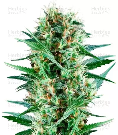 Royal Cookies Seeds — product photo