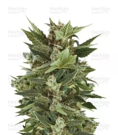 Royal Kush Automatic Seeds — product photo