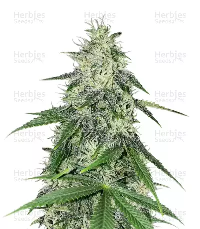 Ruderalis Indica Seeds — product photo