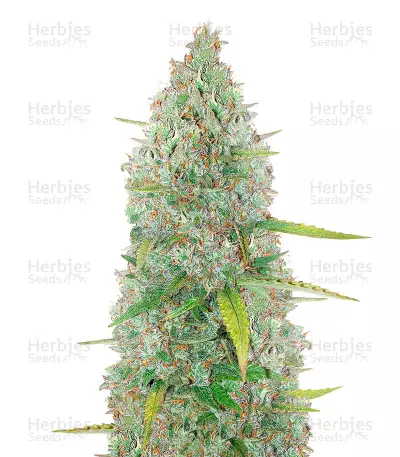 Runtz Autoflower Auto