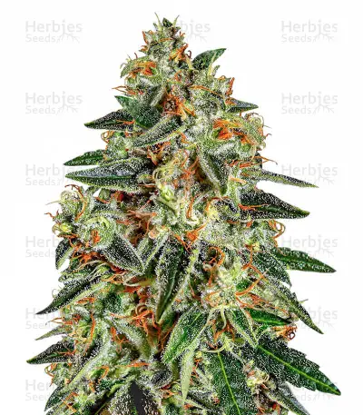 Runtz x Layer Cake Seeds (Barney's Farm) — product photo
