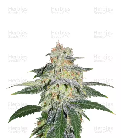 Russian Doll Seeds — product photo