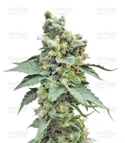 Sage 'n' Sour Seeds — product photo