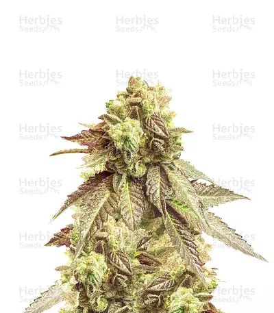 San Fernando Valley (Herbies Seeds) — product photo