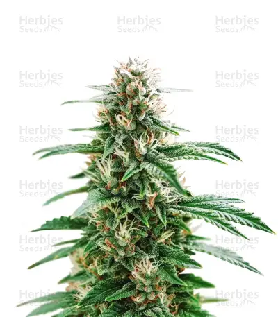 Santa Muerte Fast
