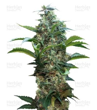 Satori Seeds — product photo