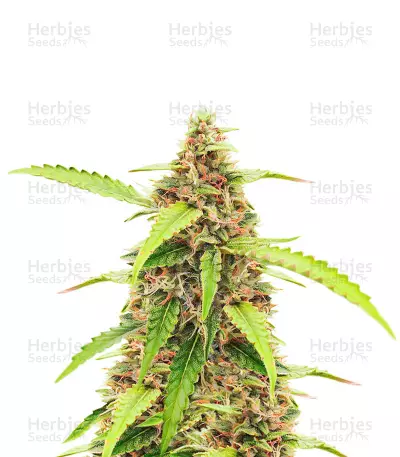 Scarlet Skunk Seeds (EGS) — product photo