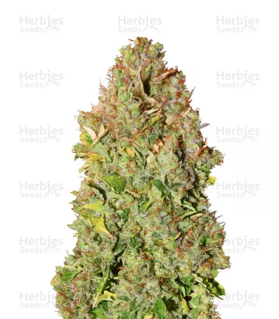Sensi Skunk Automatic Seeds — product photo
