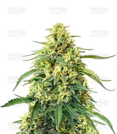 SFV OG Auto Seeds — product photo