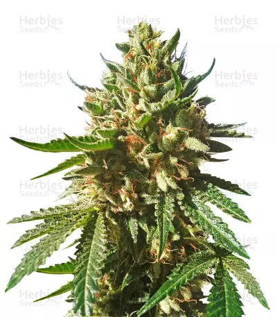 Sherbet Queen Seeds — product photo