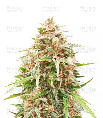 Shiva Skunk Automatic Seeds — product photo