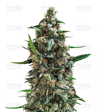 Shogun Seeds — product photo