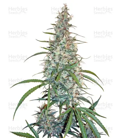 Silver Haze Seeds (Sensi Seeds) — product photo