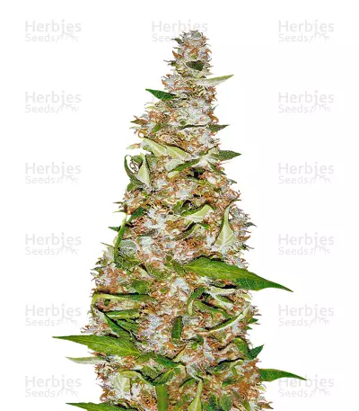 Skunk #1 Automatic Seeds — product photo