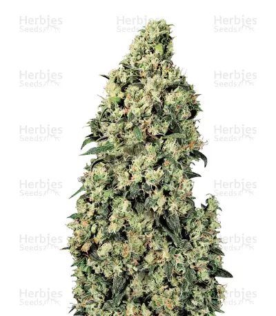 Skunk #1