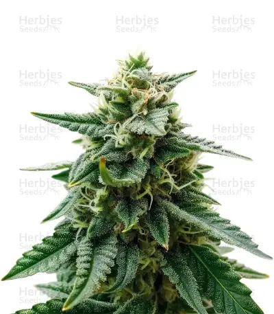 Sky Walker Auto Seeds — product photo