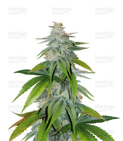 Skywalker Kush Seeds — product photo