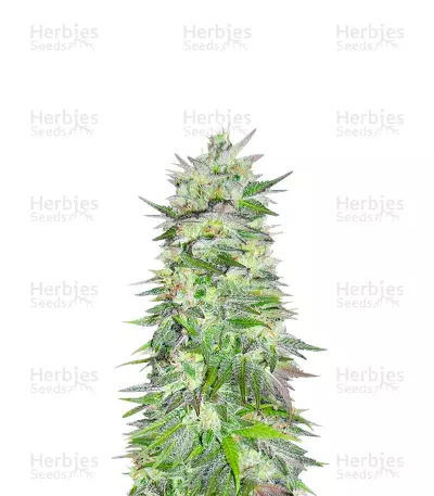 Snow Bud Seeds — product photo