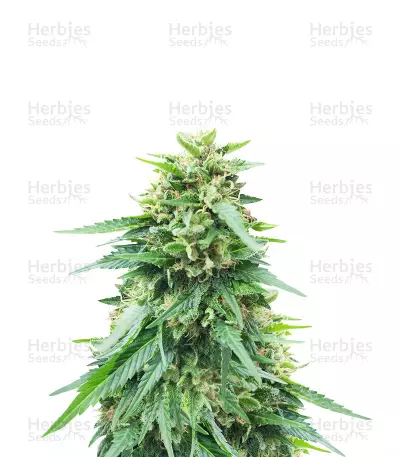 Somango XXL Seeds — product photo