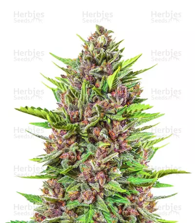 Strawberry Pie Auto, product photo