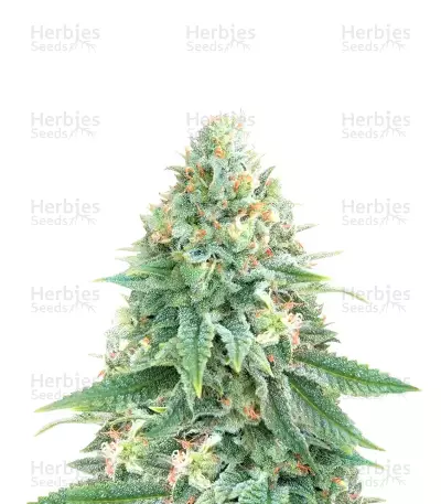 Strawberry Sangria Banana Seeds (Seedkeepers) — product photo