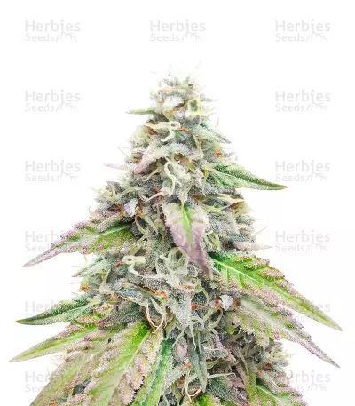 Sugar Bomb Punch Seeds — product photo