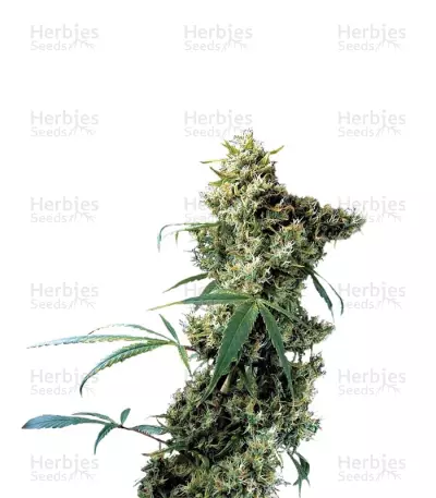 Super Silver Seeds — product photo