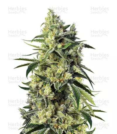 Sweet Amnesia Haze fem Seeds — product photo