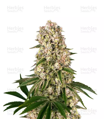 Tropicanna Banana feminized seeds — product photo