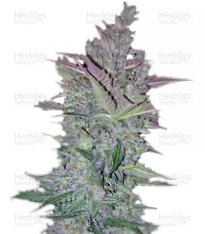 Vertigo Auto Seeds — product photo