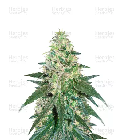 Washing Machine feminized seeds — product photo