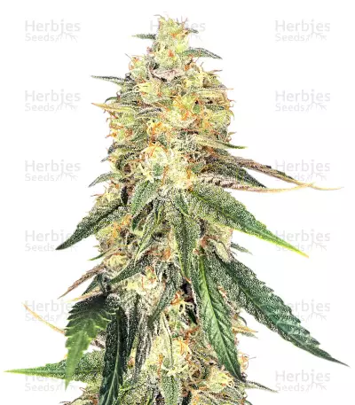 Wedding Cake feminized seeds (Big Head Seeds) — product photo