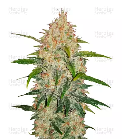 Z Auto Seeds — product photo